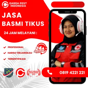 Jasa Pembasmi Tikus Jogja